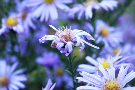 Beautiful Flowers biology bloom photo