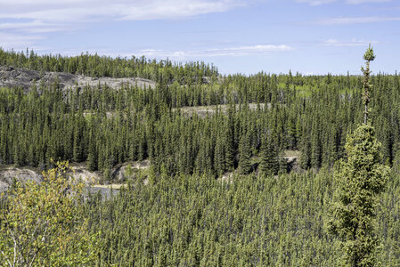 Rows of pine trees on the Ingraham Trail photo