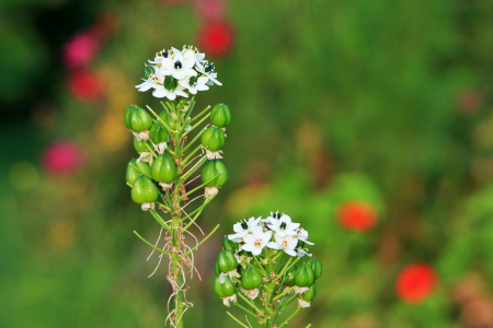 Ornithogalum seeds green