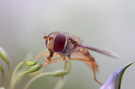 Fly hover insect photo