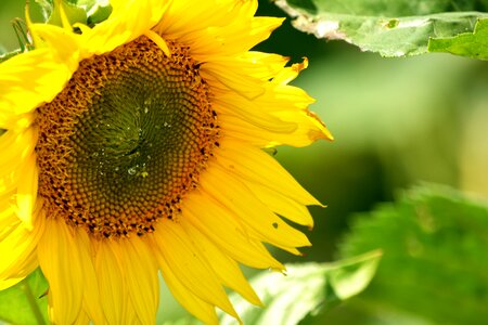 Collecting sunflowers petals