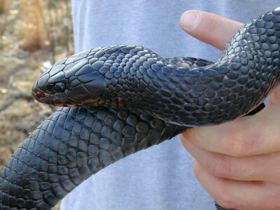 Drymarchon Couperi indigo snake photo