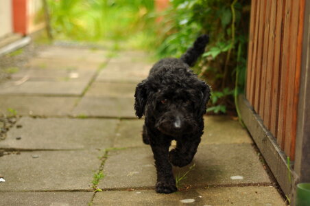 Sneaking dog