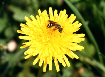 Bee dandelion sweat