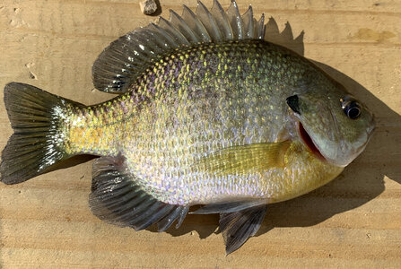 Bluegill 7 incher photo