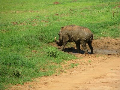 Tusk suidae boar