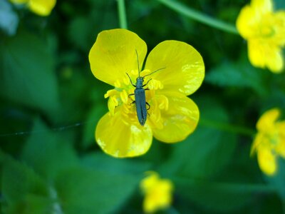 Insect animal nature photo