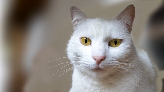 White felines pet photo