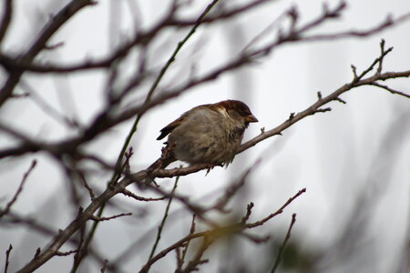 Bird On a Branch photo