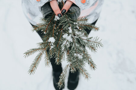 Spruce Brunch in Female Hands During Winter photo