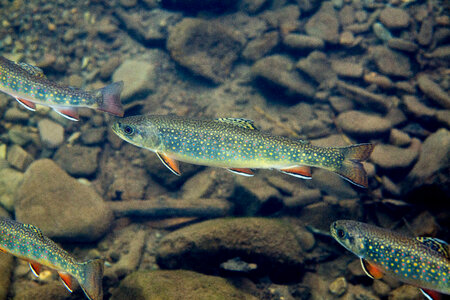 Brook trout in Seneca Creek-1