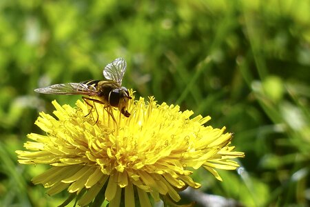 Insect wasp yellow stripe photo