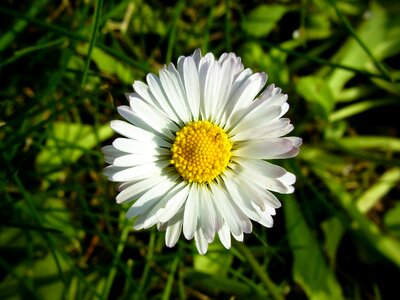 Petals nature bloom