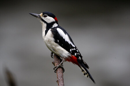 Great Spotted Woodpecker on a branch photo