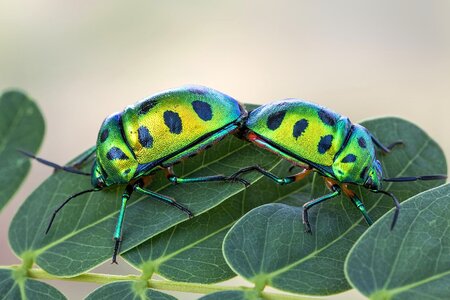 Animal arthropod beautiful