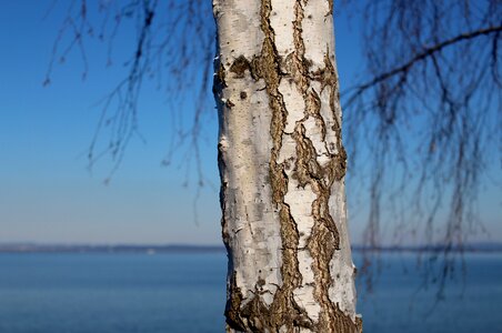 Detail aesthetic branches