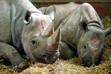 Animals mammal rhinoceros photo