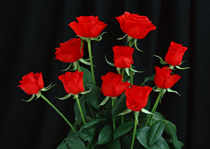 Bunch of rosy roses isolated on black photo