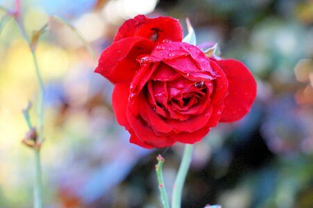 Plant love romance