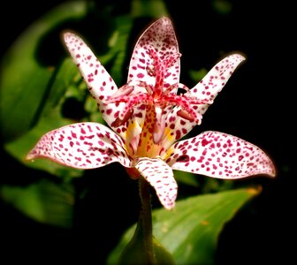 Plant garden lilies