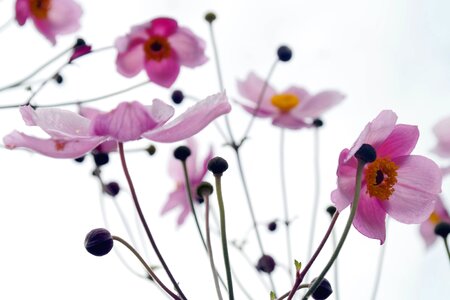 Beautiful Photo blooming blossom