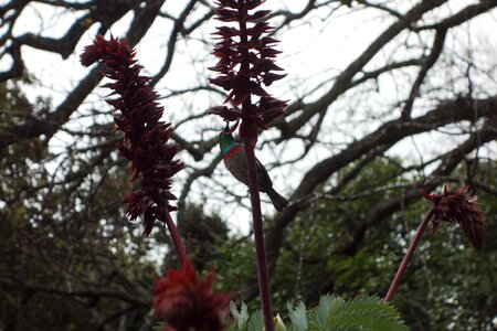 Bird animals flowers