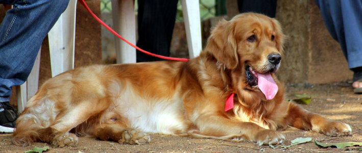 Dog Sitting Ground photo