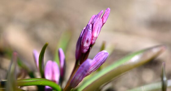 Puschkinie purple spring flower photo