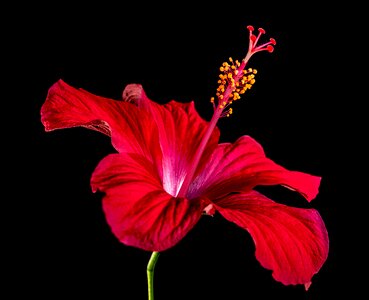 Flower red marshmallow photo