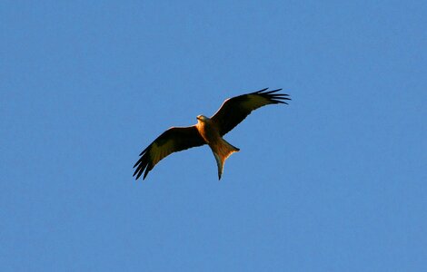 Red kite feather head