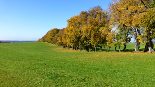 Leaves trees colorful photo