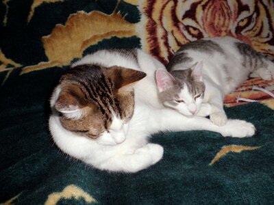 Cats sleeping cuddle cuddling photo