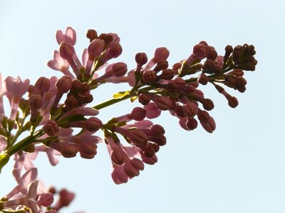 Bush plant backlighting photo