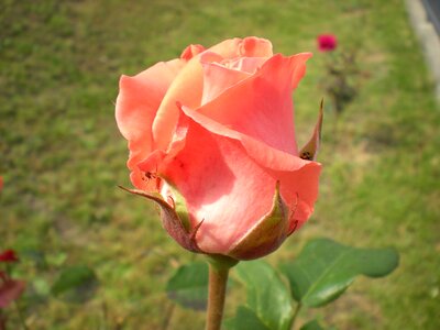Beauty petals rose photo