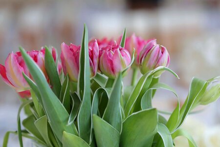 Tulips pinkish bouquet photo