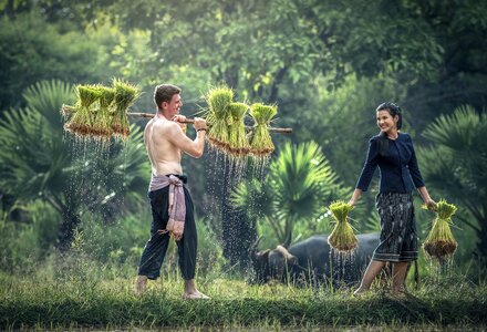 Agriculture Asia Asian photo