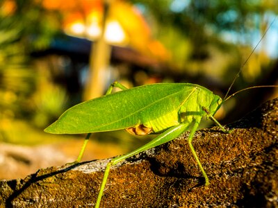 Insect close up green photo