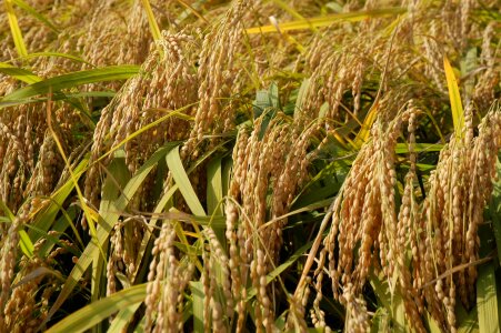 close up of yellow green rice field photo