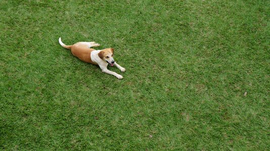 Pet canine grass photo