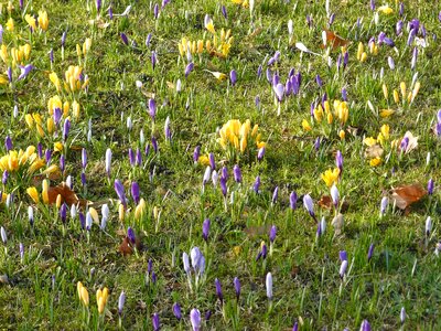 Nature colorful purple