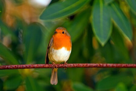 Feathered animal nature