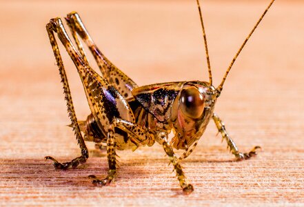 Viridissima insect close up