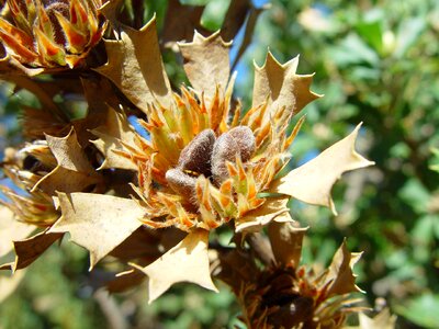 Bush dead native