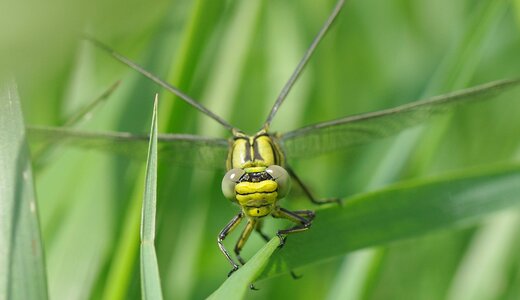 Yellow dragonfly close up eyes photo