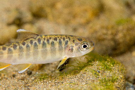 Juvenile Chinook salmon-1