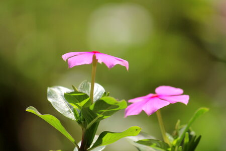 Two Pink Flowers photo