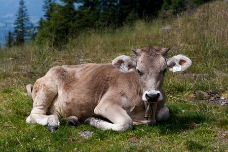 Ear tags livestock meadow photo