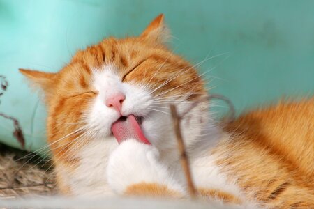 Animals feline tongue photo