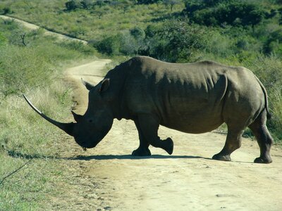 Horn africa african photo