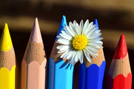 Beautiful Flowers blooming blossom